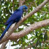 Hyacinth Macaw - Pantanal, Brazil