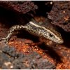 Dark Bar-sided Skink - Sydney, Australia