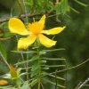 Hypericum mysorense (Norysca mysorensis)