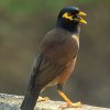 Common Myna (Acridotheres tristis)