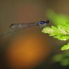 Dark-glittering Threadtail (Elattoneura centralis)