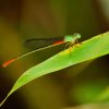 Painted Waxtail (Ceriagrion cerinorubellum)