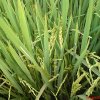 Beautiful and Fresh Green Paddy Tree