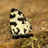 Angled Pierrot (Caleta decidia)