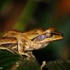 Common hour-glass tree-frog (Polypedates cruciger)