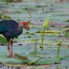 Purple Coot - Thalangama, Sri Lanka