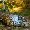 Bold Leopard Cub at Yala National Park