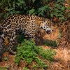 Jaguar - Pantanal, Brazil