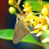 Indian Palm Bob (Suastus gremius)