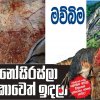 ඩයිනෝසිරස්ලා ලංකාවෙත් ඉඳලා - ඩයිනෝසරයන්ගේ චිත්‍ර රැසක් කුරුලන්ගල ගල් පර්වතයේ තිබී රාවණා පුත්‍ර සංවිධානයේ සභාපතිට හමුවෙලා!