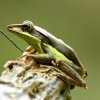 Mountain Hourglass Treefrog (Taruga eques)