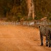 To Follow a Leopard- 20 Minutes with a beautiful feline in Wilpattu National Park
