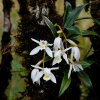 Coelogyne odoratissima