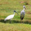 Black-headed Ibis & Asian Openbill