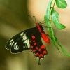 Crimson Rose (Pachliopta hector)