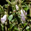 Strobilanthes viscosa