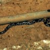 Shaw’s Wolf Snake (Lycodon striatus sinhaleyus)