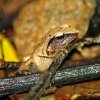 Gannoruwa Srub Frog (Pseudophilautus zorro / Philautus zorro)