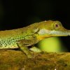 Tennent’s leaf-nosed lizard (Ceratophora tennentii)