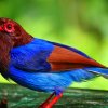 Sri Lanka blue magpie (Urocissa ornata)