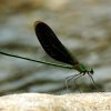 Oriental Green-Wing (Neurobasis chinensis chinensis)