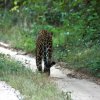 Wilpattu Leopard 1st sighting