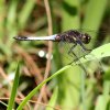 Triangle Skimmer (Orthetrum triangulare triangulare)