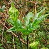 Wild Turnip (Arisaema leschenaultii)