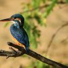 Common kingfisher (Alcedo atthis taprobana)