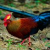 Endemic Weekend- Encounters with the rare Spurfowl and many more