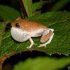 Hoffman's shrub frog (Pseudophilautus hoffmanni)