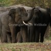 The Legendary Tuskers of the Kalawewa Herd