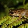 Small-eared shrub frog (Pseudophilautus microtympanum)