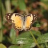 Small Salmon Arab (Colotis amata modesta)