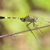 Green Skimmer (Orthetrum sabina)