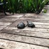 River Turtles - Some Unexpected Visitors