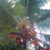 king coconut tree -hmmm thirsty!