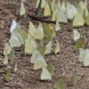 Swarms of Butterflies