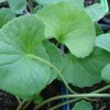 Gotu Kola – a Wonder Herb