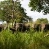 The Herd – Udawalawe
