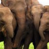 What Pulls Sri Lankan Elephants to the Critically Endangered Category?