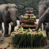 National Elephant Day Thailand: All you can eat Buffet