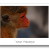 The Toque Macaque …has its way in the temple