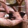 The sleepy panda