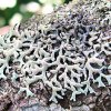 Two new Lichens from Horton Plains