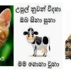 Sinhala Facebook Photo Comment 1000+