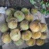 Durian Season is On