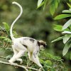 Snow whites that leap from tree to tree in the Sinharaja canopy