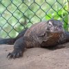 Komodo dragons among new zoo residents