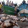 Illegal fishing: Lanka gets yellow card from EU